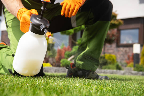 Best Termite Control Services  in Rangely, CO